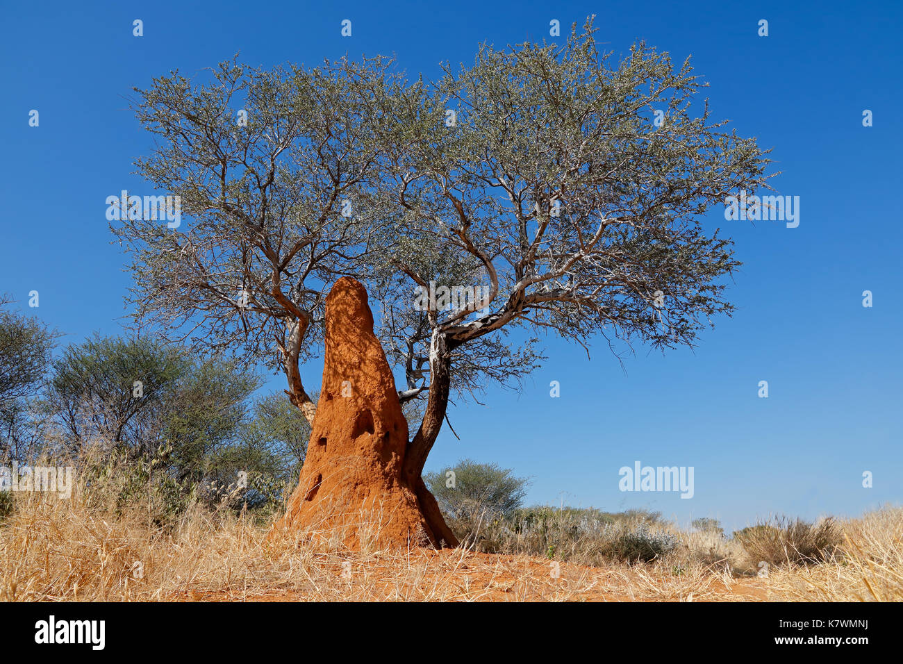 Paysage avec un arbre et termitière contre un ciel bleu, dans le sud de l'Afrique Banque D'Images