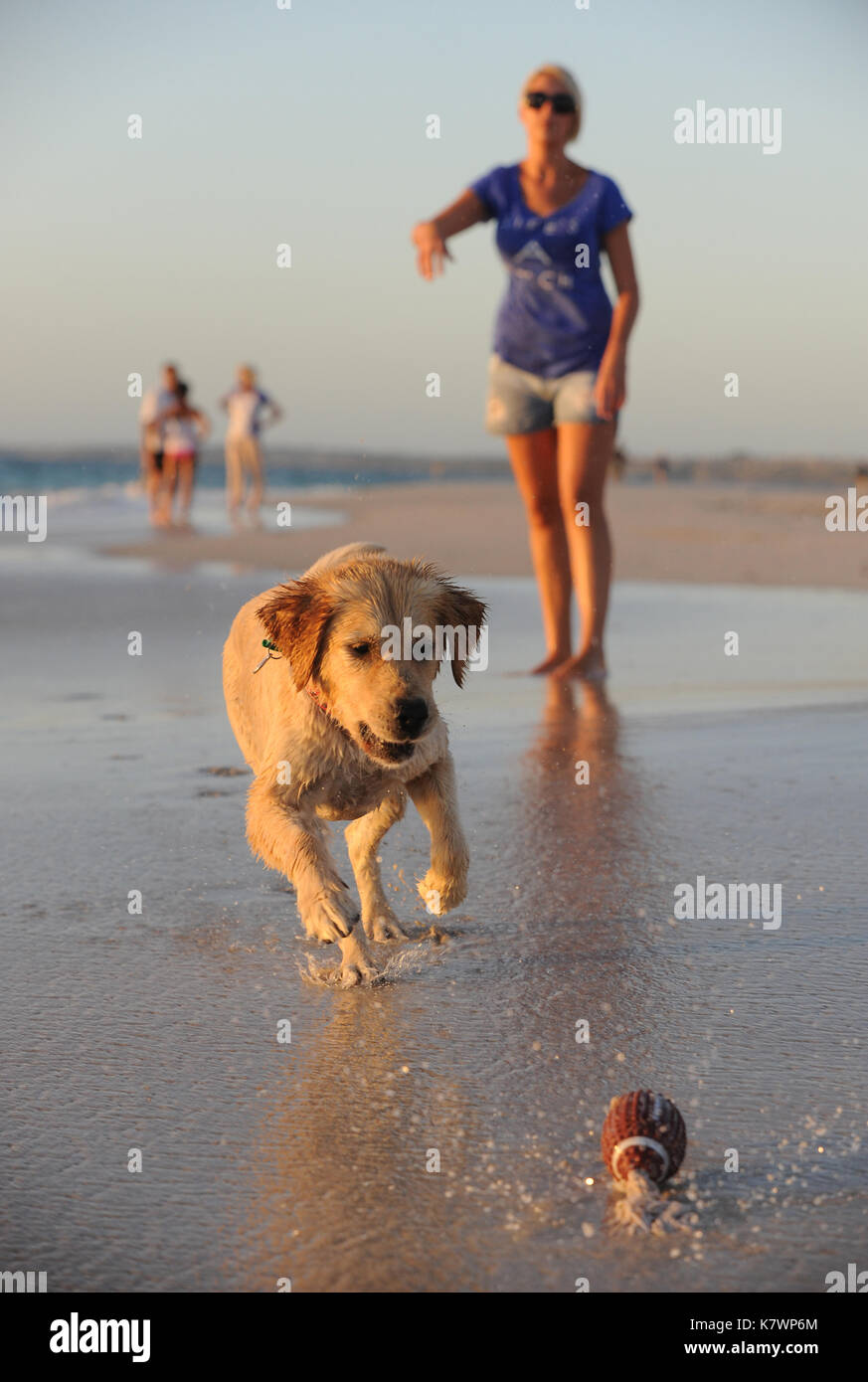 Femme jette une balle pour un Golden Retriever sur la plage, à l'ouest de l'Australie Banque D'Images