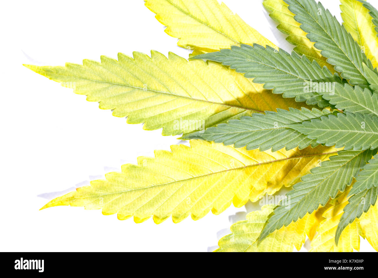 Feuilles de cannabis sur fond blanc. Banque D'Images