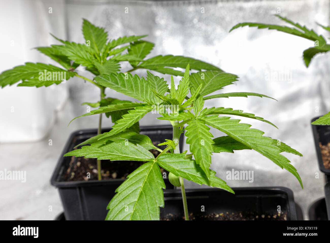 Petite plante de cannabis en intérieur. Banque D'Images