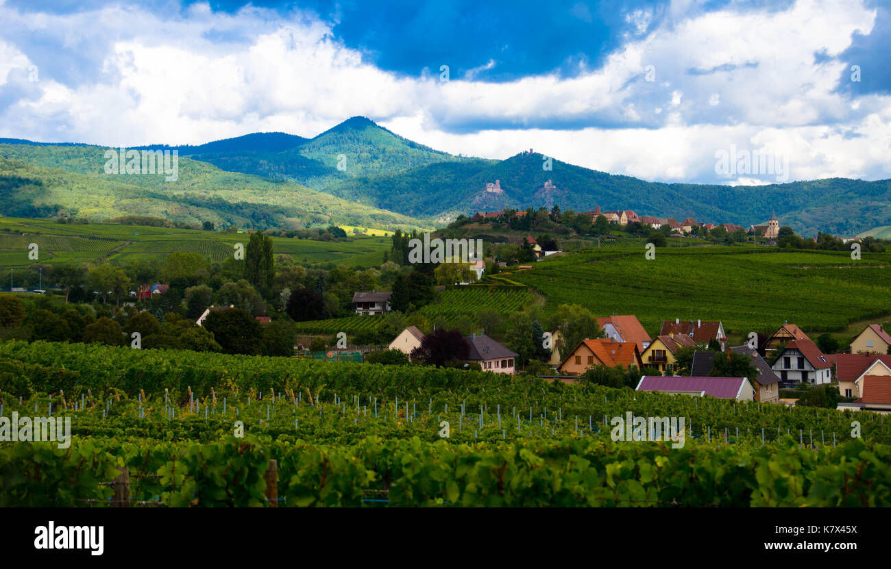 Vue sur les vignobles d'Alsace, les ruines du château de Ribeauvillé en arrière-plan Banque D'Images