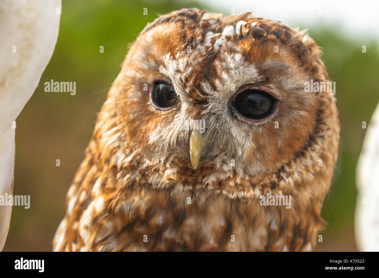 Chouette hulotte ou Brown Owl, Strix Aluco enr., front view Banque D'Images