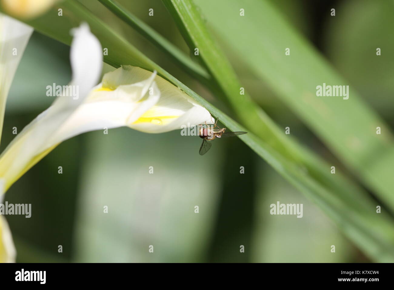 Hoverfly européenne ou hover fly Episyrphus balteatus sur un drapeau ou iris iris lily iridaceae. au printemps en Italie. très proche de l'image. Banque D'Images