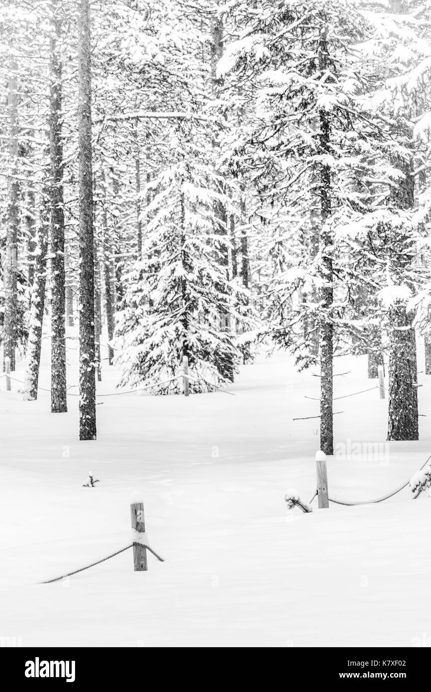 Voie enterrée, d'une clôture et d'hiver arbres, Laponie, Finlande Banque D'Images