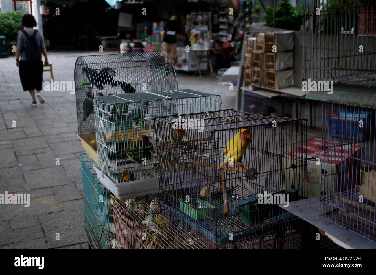 Marché aux oiseaux de yuen po - hong kong Banque D'Images