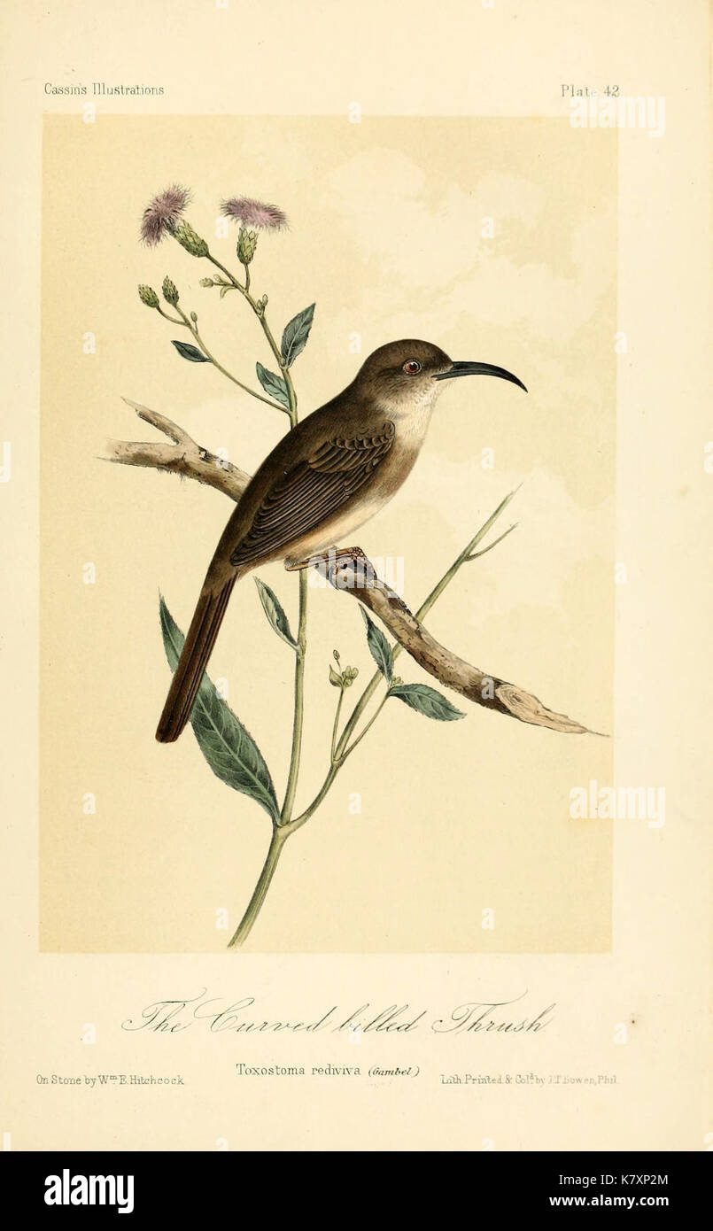 Illustrations des oiseaux de Californie, Texas, Arizona, britannique et l'Amérique russe (planche 42) (6306540778) Banque D'Images