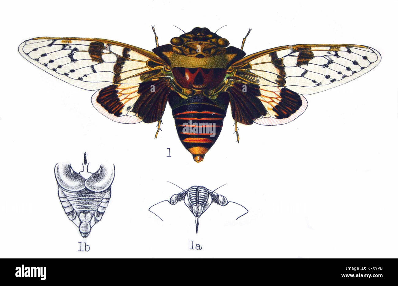 Ioba leopardina02 Banque D'Images