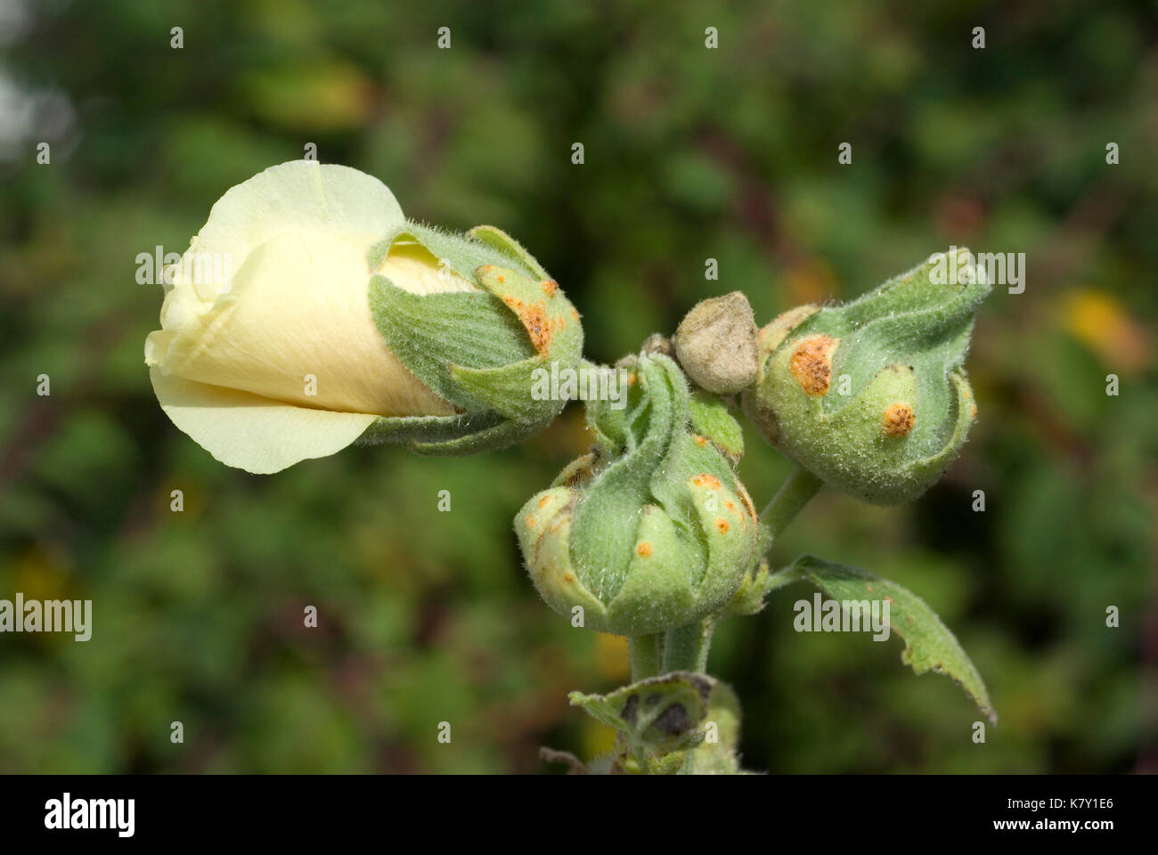 Maladie des plantes rouille Banque de photographies et d’images à haute ...