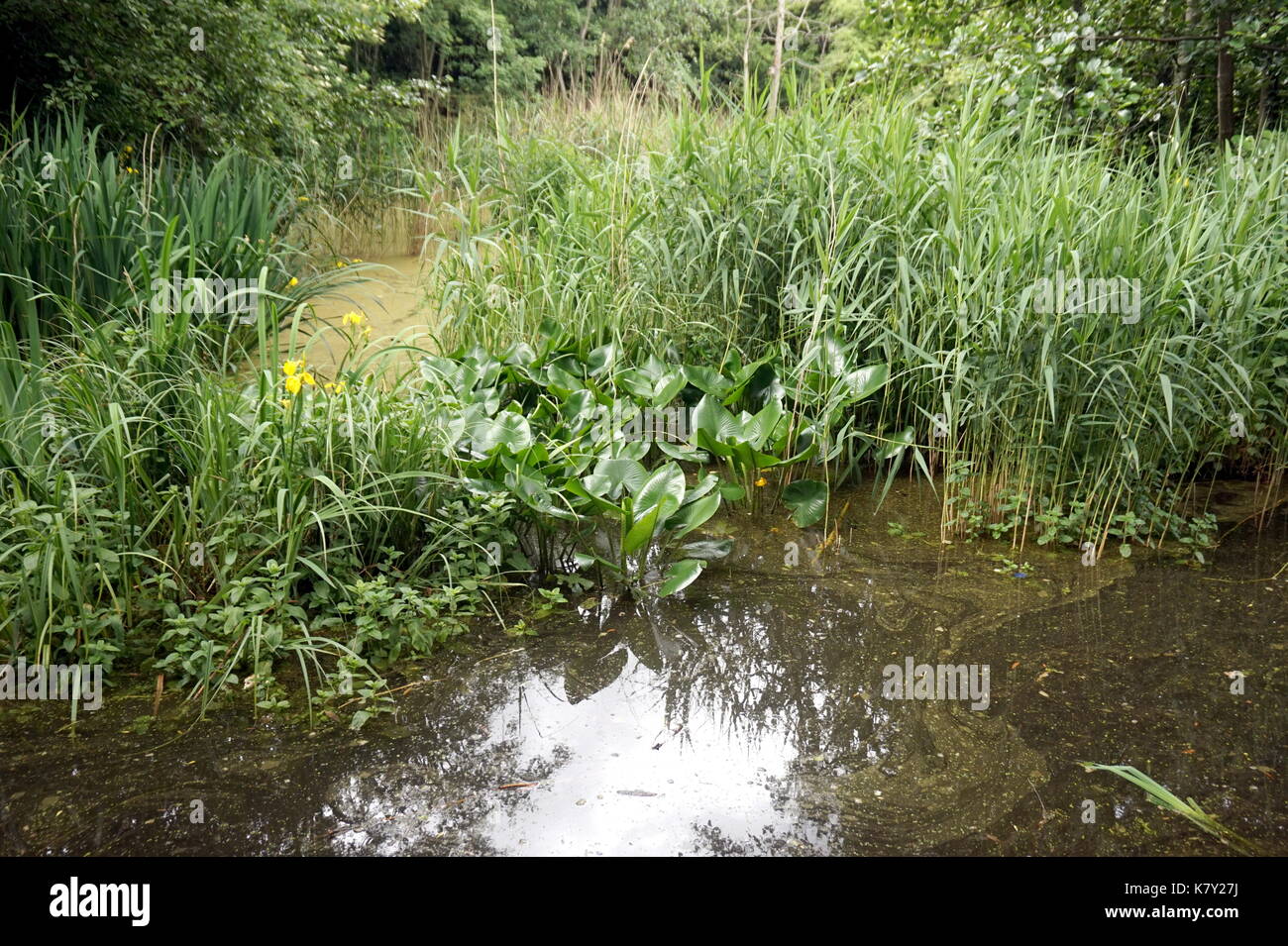 Camley street du parc naturel, la faune urbaine Park, Londres Banque D'Images