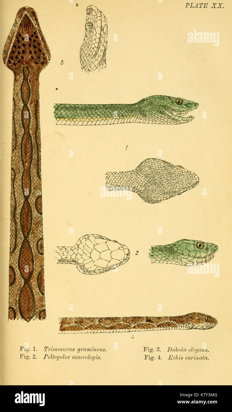 La plaque indienne serpents (XX) (7163095295) Banque D'Images