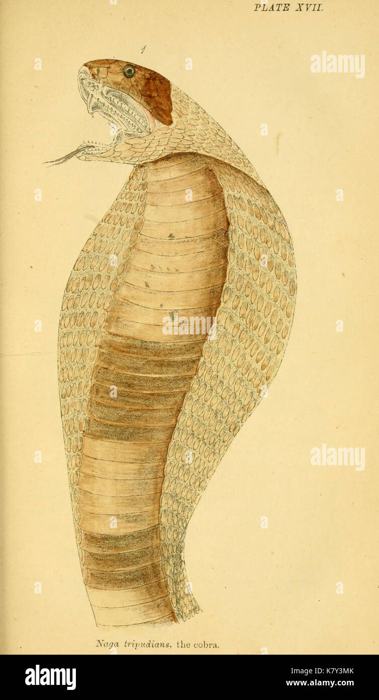 Serpents indien (Planche XVII) (7163093703) Banque D'Images