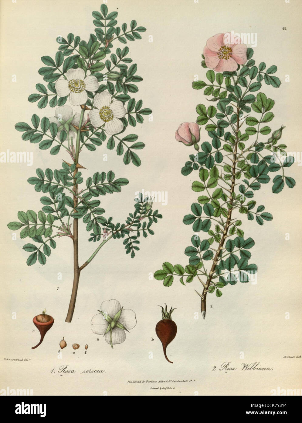 Illustrations de la botanique et d'autres branches de l'histoire naturelle des montagnes de l'Himalaya (Pl. 42) (7128145089) Banque D'Images