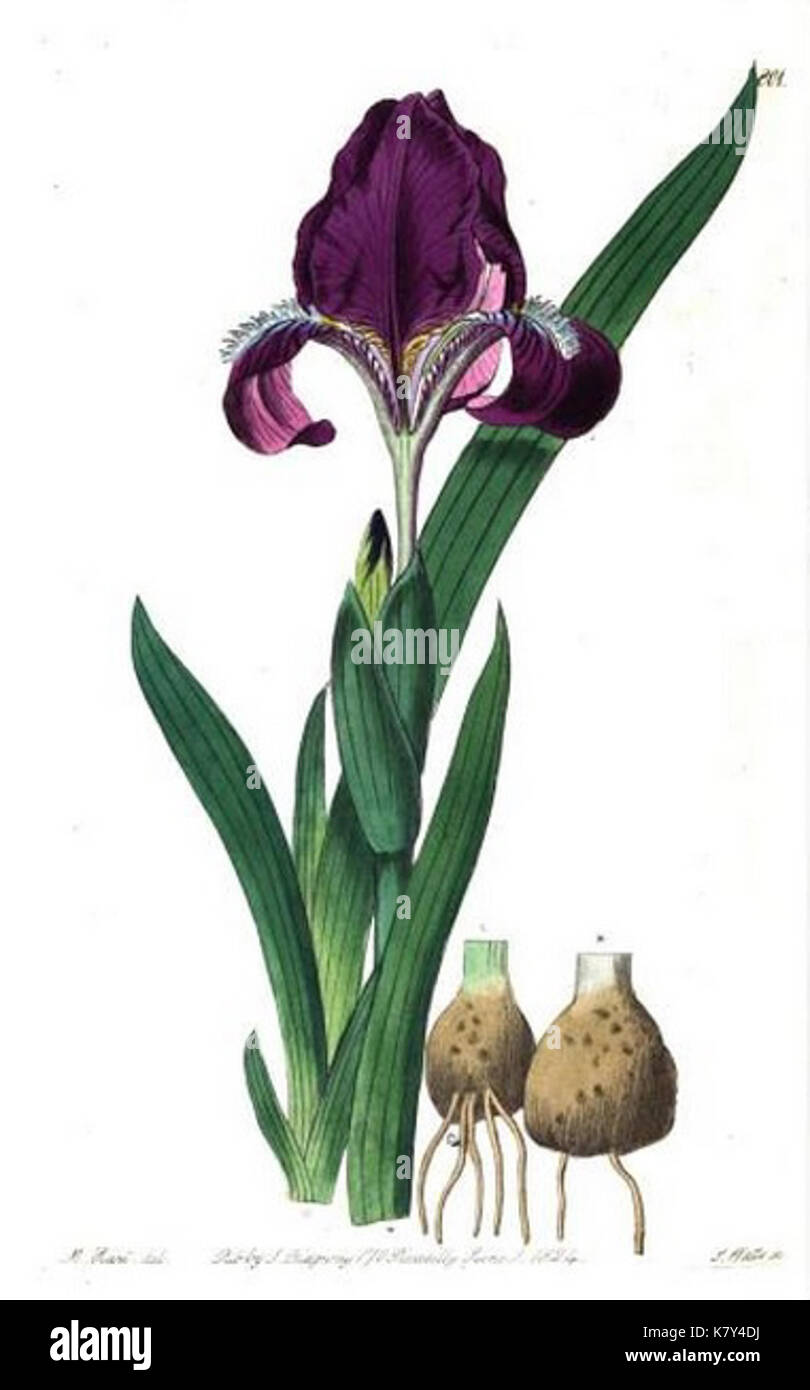 Iris furcata par Sydenham Edwards Banque D'Images
