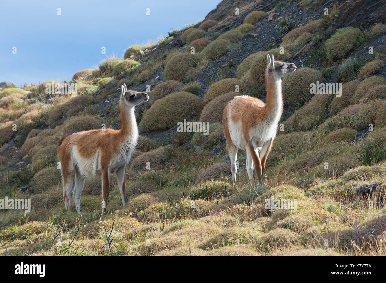 Guanacos (Lama guanicoe), Parc National Torres del Paine, Patagonie chilienne, Chili Banque D'Images