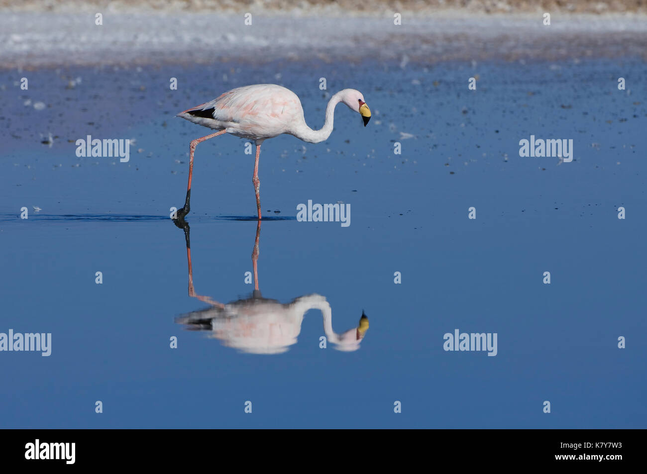 Puna ou James (Phoenicoparrus jamesi) Flamingo Phoenicopteridae, famille, la Laguna de Chaxa, désert d'Atacama, Chili Flamant de James (Phoenicoparrus jam Banque D'Images