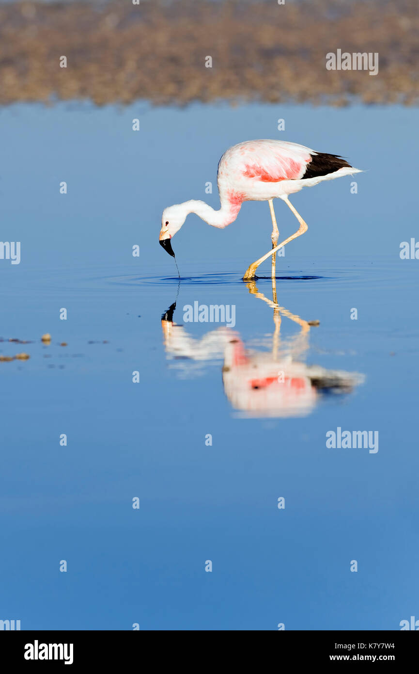 Flamant des Andes (Phoenicoparrus andinus), Phoenicopteridae famille, la Laguna de Chaxa, désert d'Atacama, Chili Banque D'Images