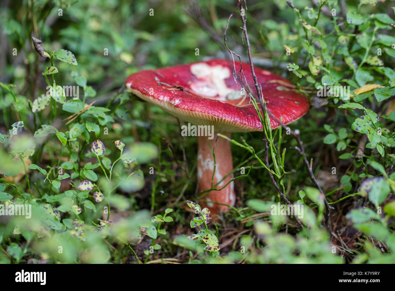 Dans la forêt de champignons Banque D'Images