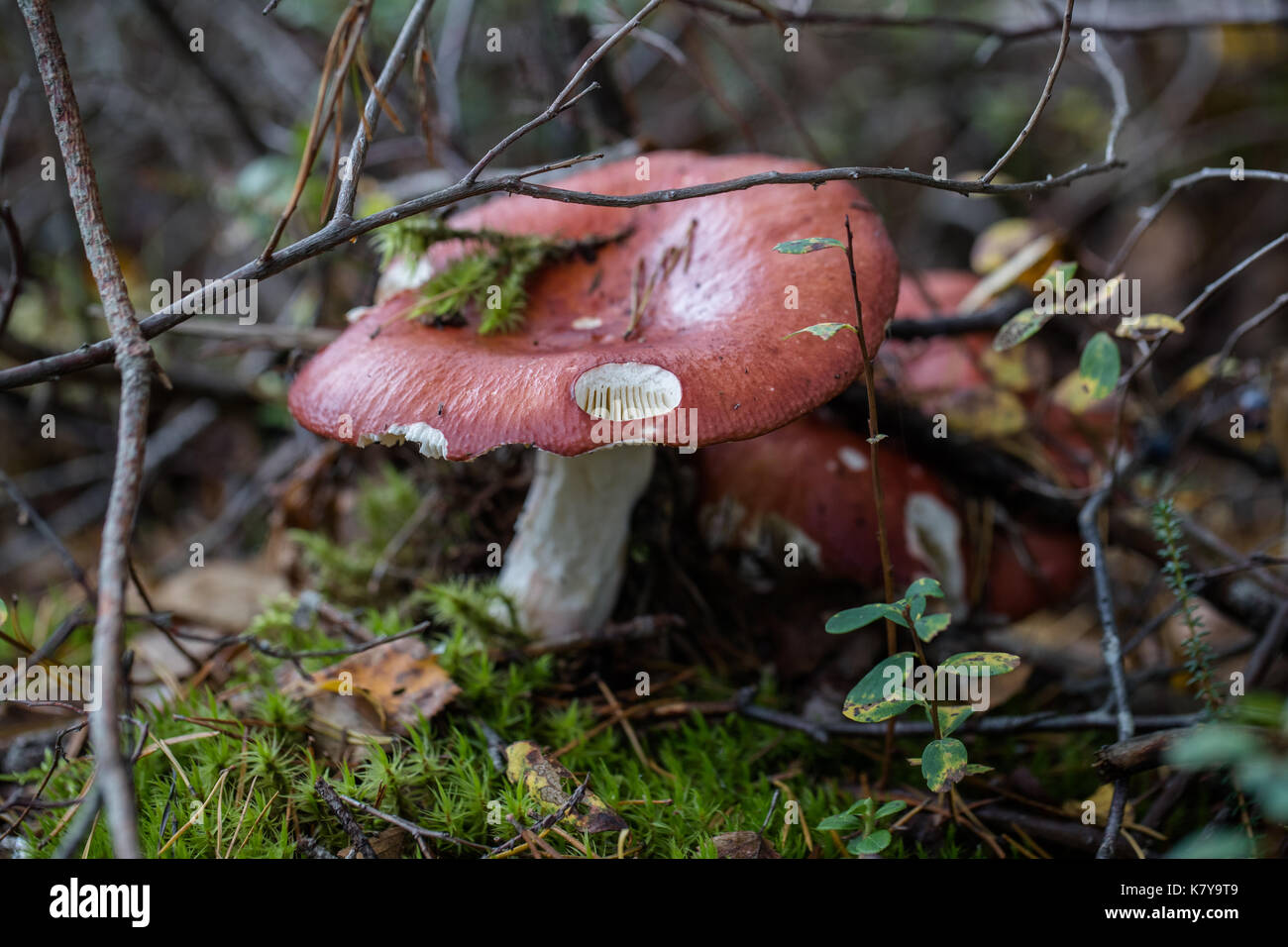 Dans la forêt de champignons Banque D'Images