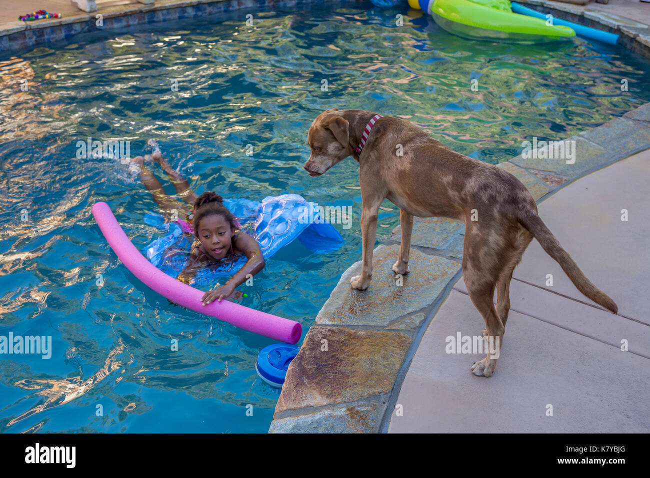 Mix-breed dog looking at girl, african-American girl, enfant, fille, nageur natation, natation, piscine d'eau douce, Castro Valley, Californie Banque D'Images