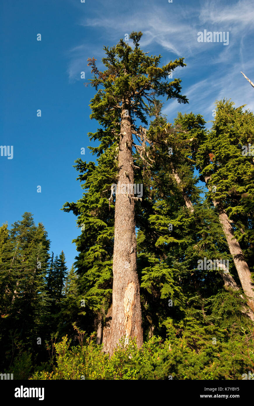 Douglas (Pseudotsuga menziesii) à Grouse Mountain, Vancouver, British Columbia, Canada Banque D'Images