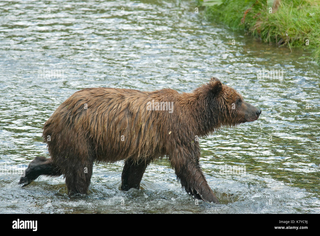 Ours grizzli (Ursus arctos horribilis), Fish Creek, la Forêt Nationale Tongass, Hyder, Alaska, USA, Amérique du Nord Banque D'Images