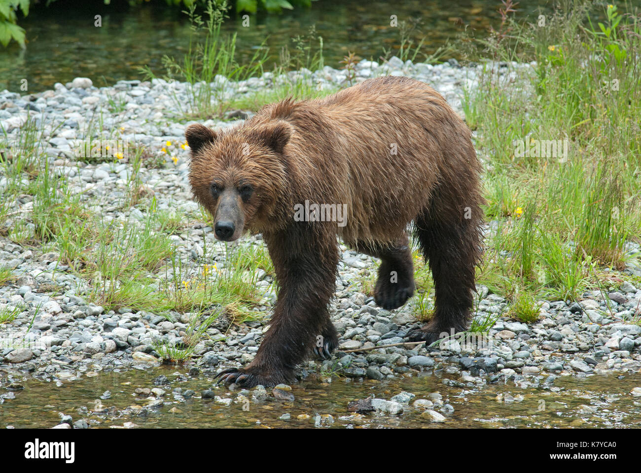 Ours grizzli (Ursus arctos horribilis), Fish Creek, la Forêt Nationale Tongass, Hyder, Alaska, USA, Amérique du Nord Banque D'Images