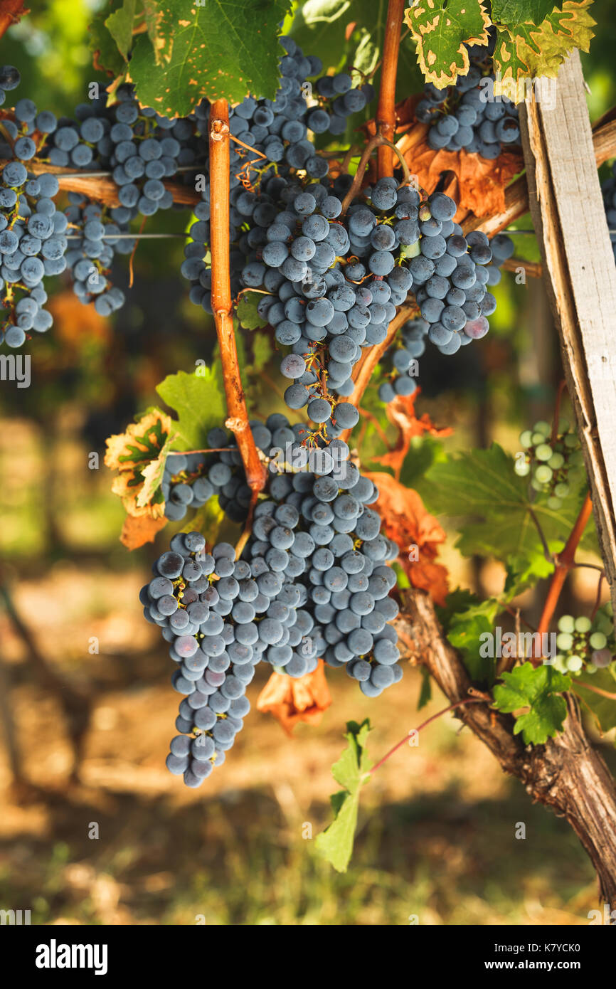 Raisins cabernet mûr sur la viticulture dans une vigne à l'heure du coucher du soleil, selective focus, copy space Banque D'Images