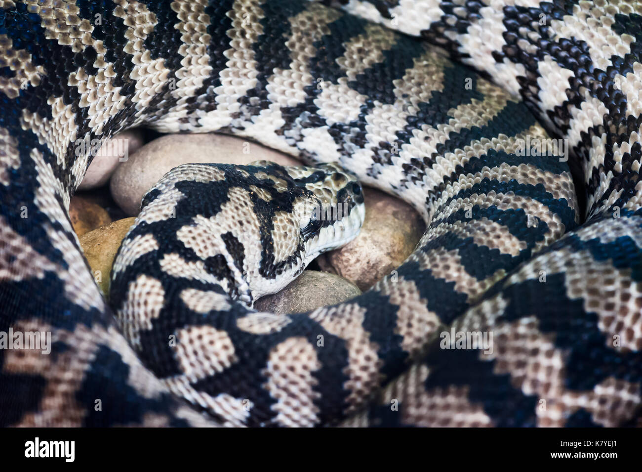 Serpent noir et blanc close-up Banque D'Images