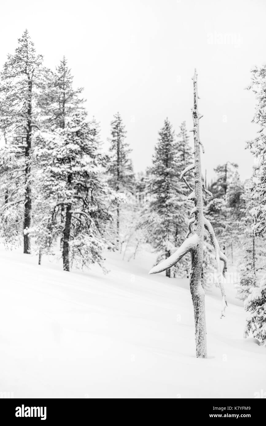 Forêt avec de la neige, Kuertunturi, Äkäslompolo, Laponie, Finlande Banque D'Images