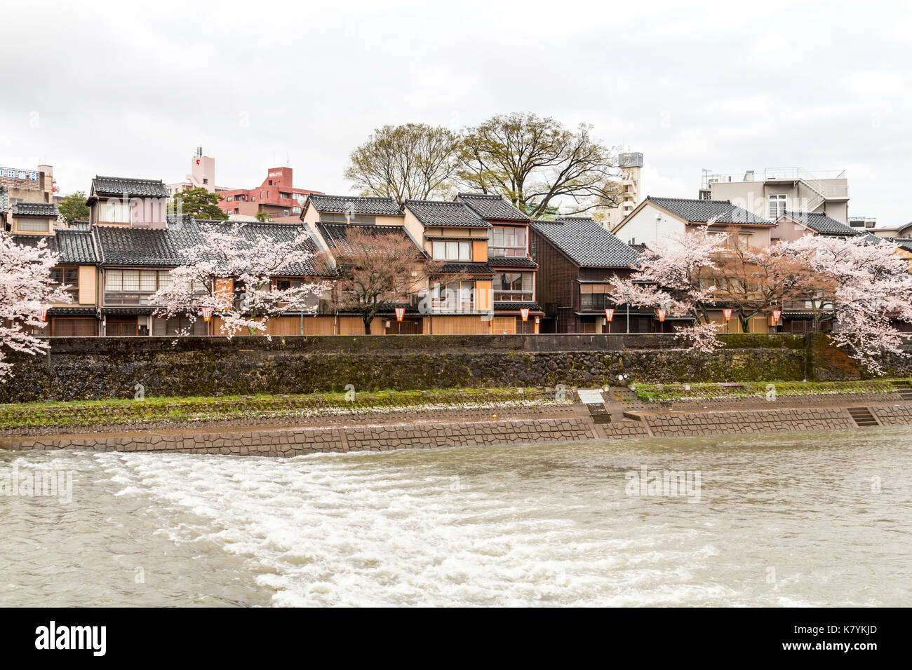 Le Japon, Kanazawa, quartier Higashi Chaya. Avec la rivière Asanogawa traditionnel en bois de style Edo au bord de l'immobilier et de cerisiers. Un soleil brillant. Banque D'Images