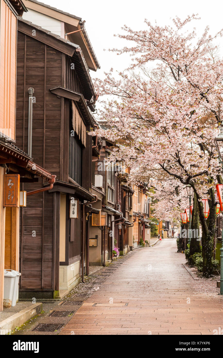 Kazue-machi Chaya quartier touristique populaire, Kanazawa. Période Edo street, mélange d'auberge traditionnelle japonaise, ryokan, et de logement et de cerisiers. Banque D'Images