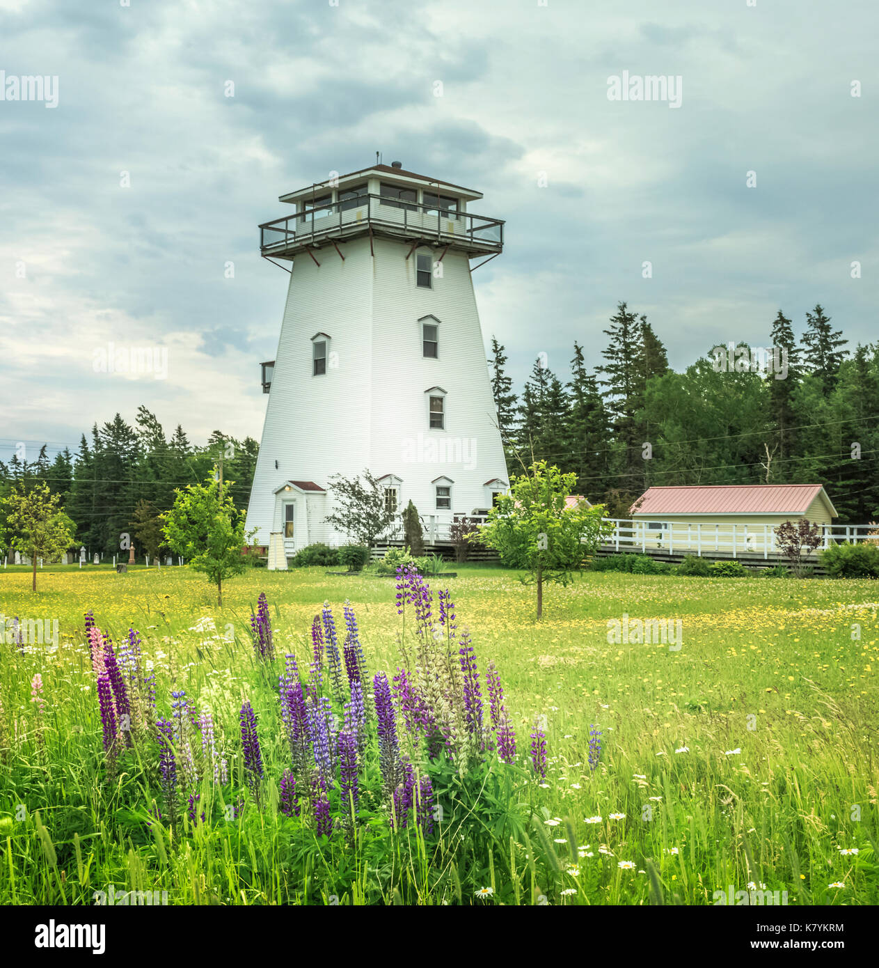 Phare dans un champ avec des lupins sauvages en premier plan, rénové en hébergement de vacances Banque D'Images