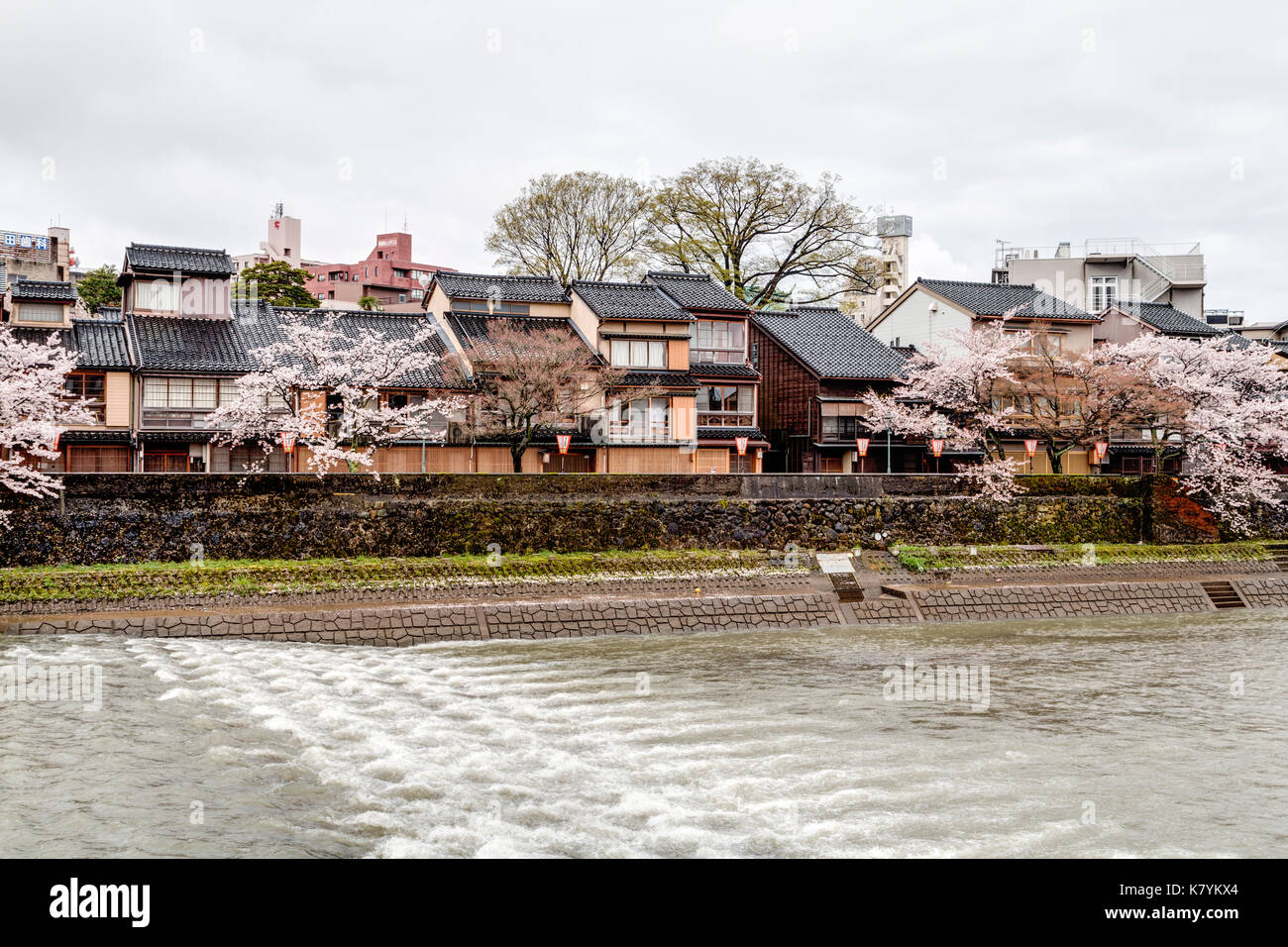 Le Japon, Kanazawa, quartier Higashi Chaya. Avec la rivière Asanogawa traditionnel en bois de style Edo au bord de l'immobilier et de cerisiers. Un soleil brillant. Banque D'Images