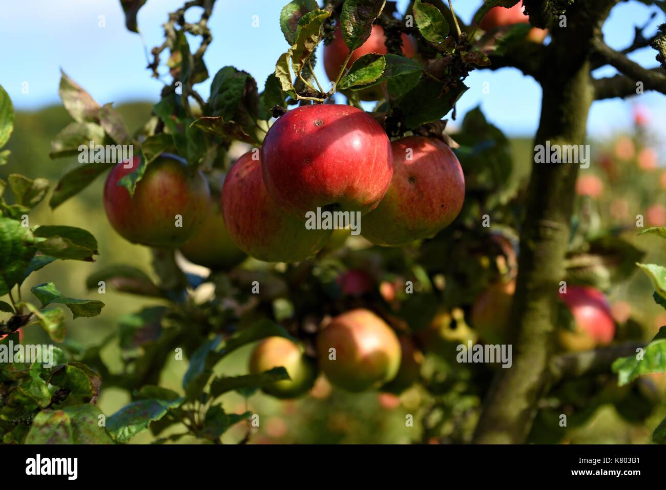 Les pommes à cidre dans Orchard Banque D'Images