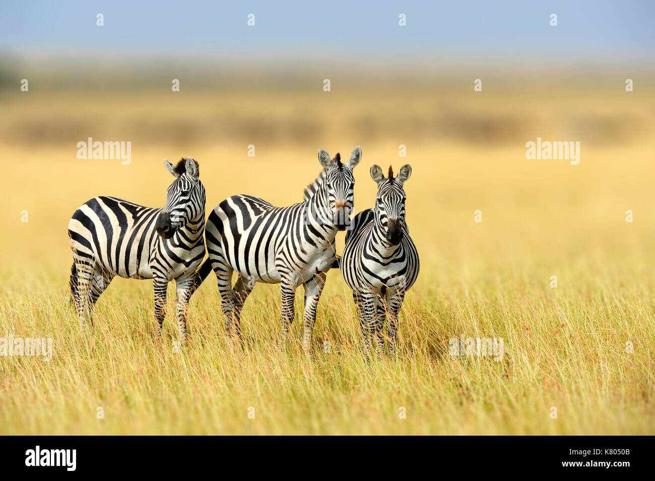 Zebra dans l'herbe du parc national de l'habitat de la nature, de la faune du Kenya. scène de la nature, de l'Afrique Banque D'Images