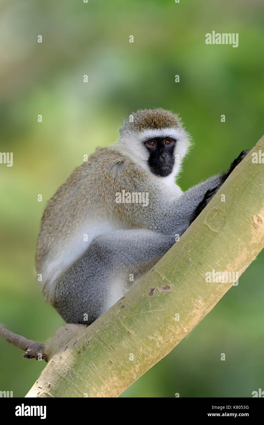 Un singe assis sur une branche, la nature de l'habitat, Sri Lanka. scène avec l'alimentation de la faune. langur de Sri Lanka. monkey dans la nature, de l'habitat clair backgrou Banque D'Images