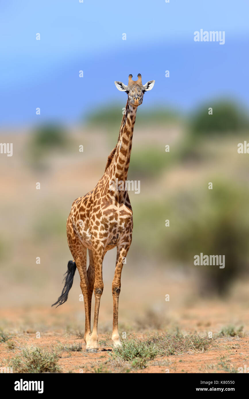 Girafe dans la nature de l'habitat, le Kenya, l'Afrique. la faune scène de la nature. grand animal d'afrique Banque D'Images