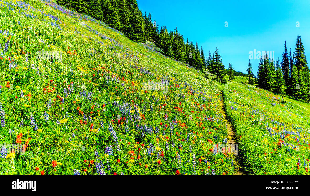 Randonnée à travers les prairies alpines couvertes de fleurs sauvages dans la montagne près de Sun Peaks dans la shuswap Highlands dans le centre de la Colombie-Britannique, Canada Banque D'Images