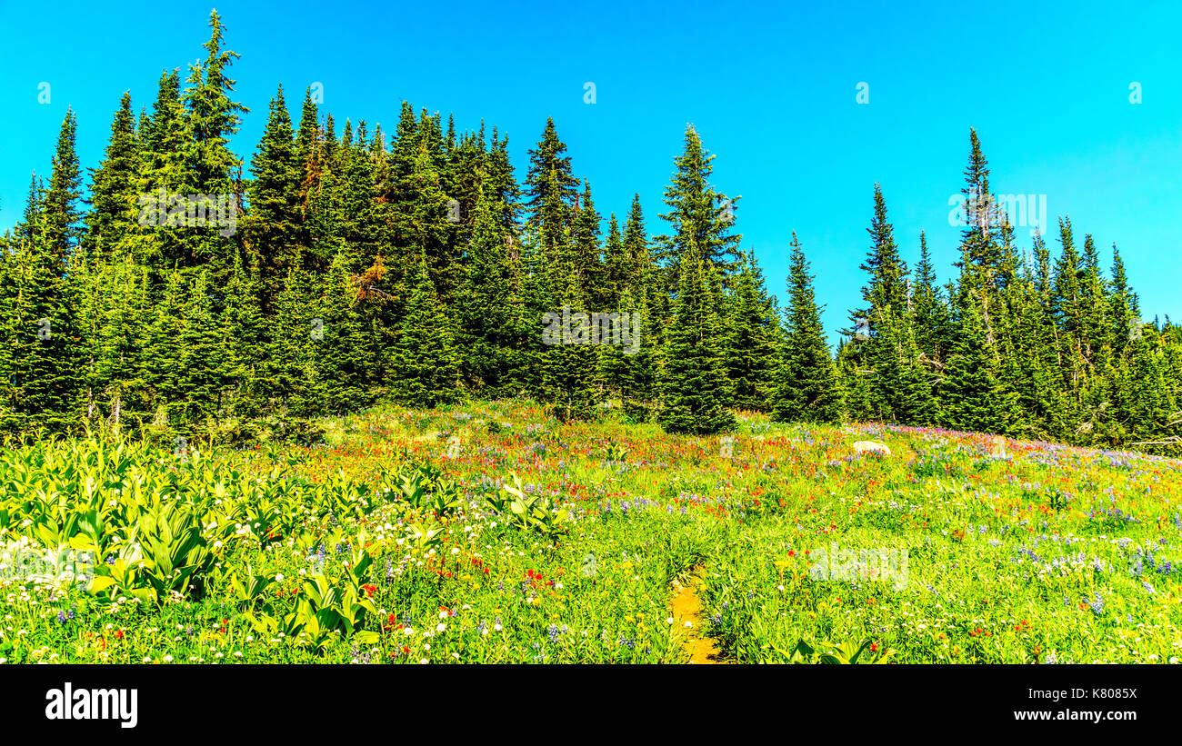 Randonnée à travers les prairies alpines couvertes de fleurs sauvages dans la montagne près de Sun Peaks dans la shuswap Highlands dans le centre de la Colombie-Britannique, Canada Banque D'Images