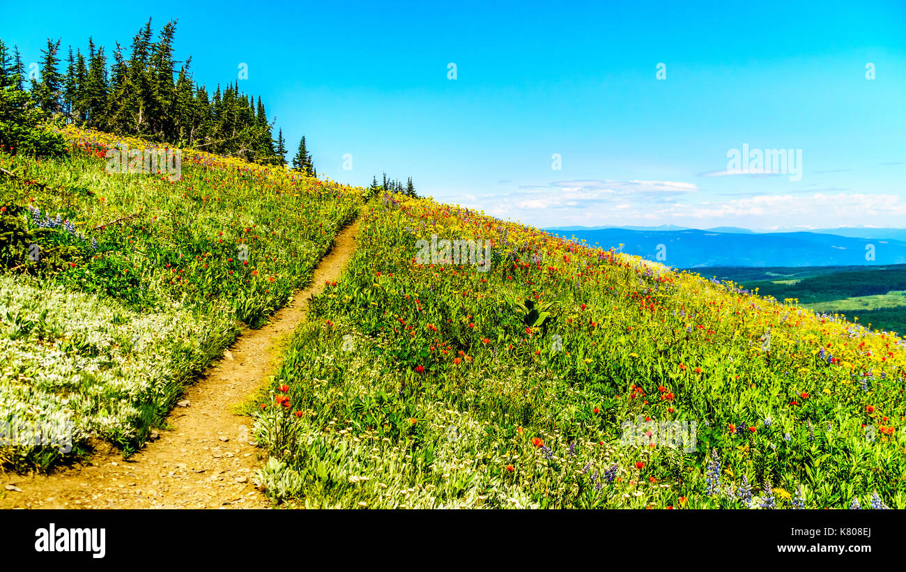 Randonnée à travers les prairies alpines couvertes de fleurs sauvages dans la montagne près de Sun Peaks dans la shuswap Highlands dans le centre de la Colombie-Britannique, Canada Banque D'Images