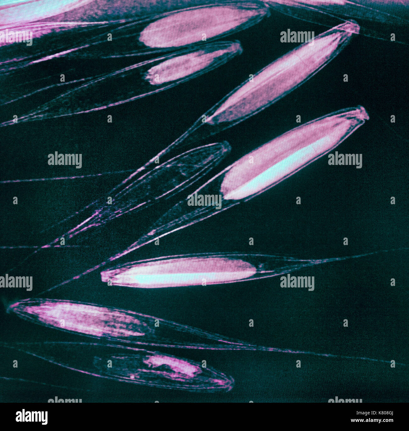 Ressemblant à un poisson sous l'eau, les rayons x de Poacées Festuca gazon de États-unis montrent la viabilité, avec certains cas d'être vide (transparent). Radiographié Banque D'Images