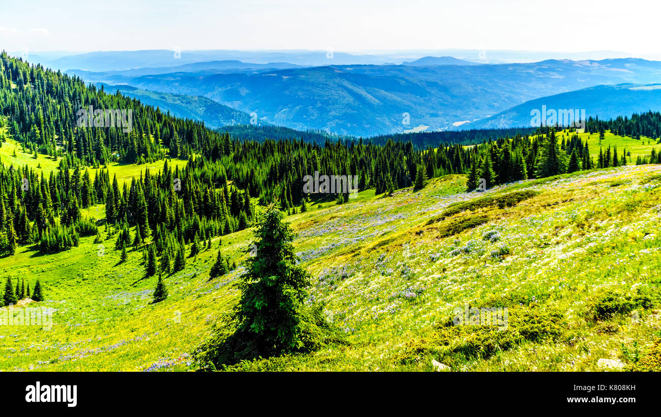 Randonnée à travers les prairies alpines couvertes de fleurs sauvages dans la montagne près de Sun Peaks dans la shuswap Highlands dans le centre de la Colombie-Britannique, Canada Banque D'Images