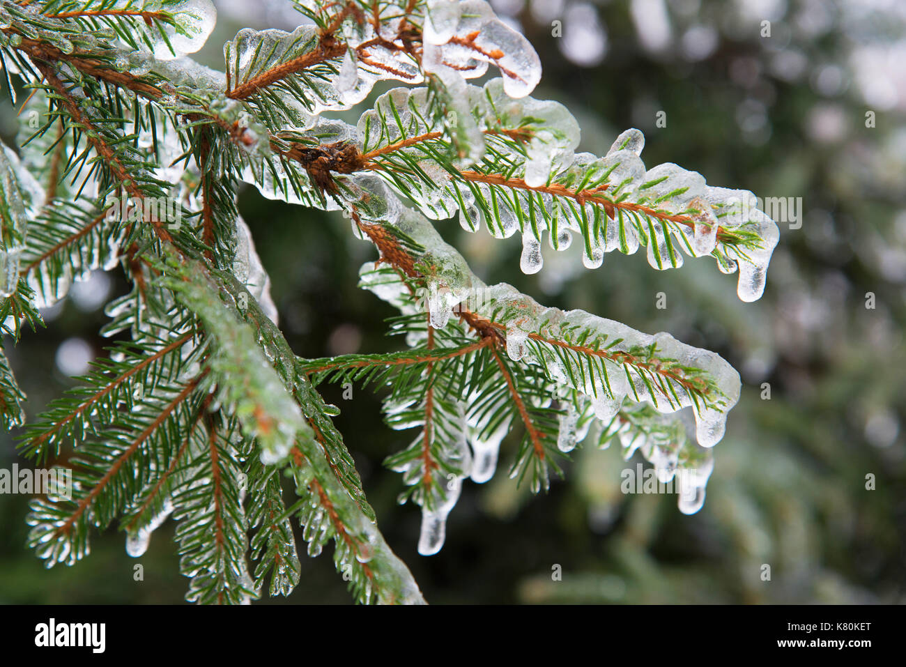 Branches de sapin couverte de glace après la pluie Banque D'Images