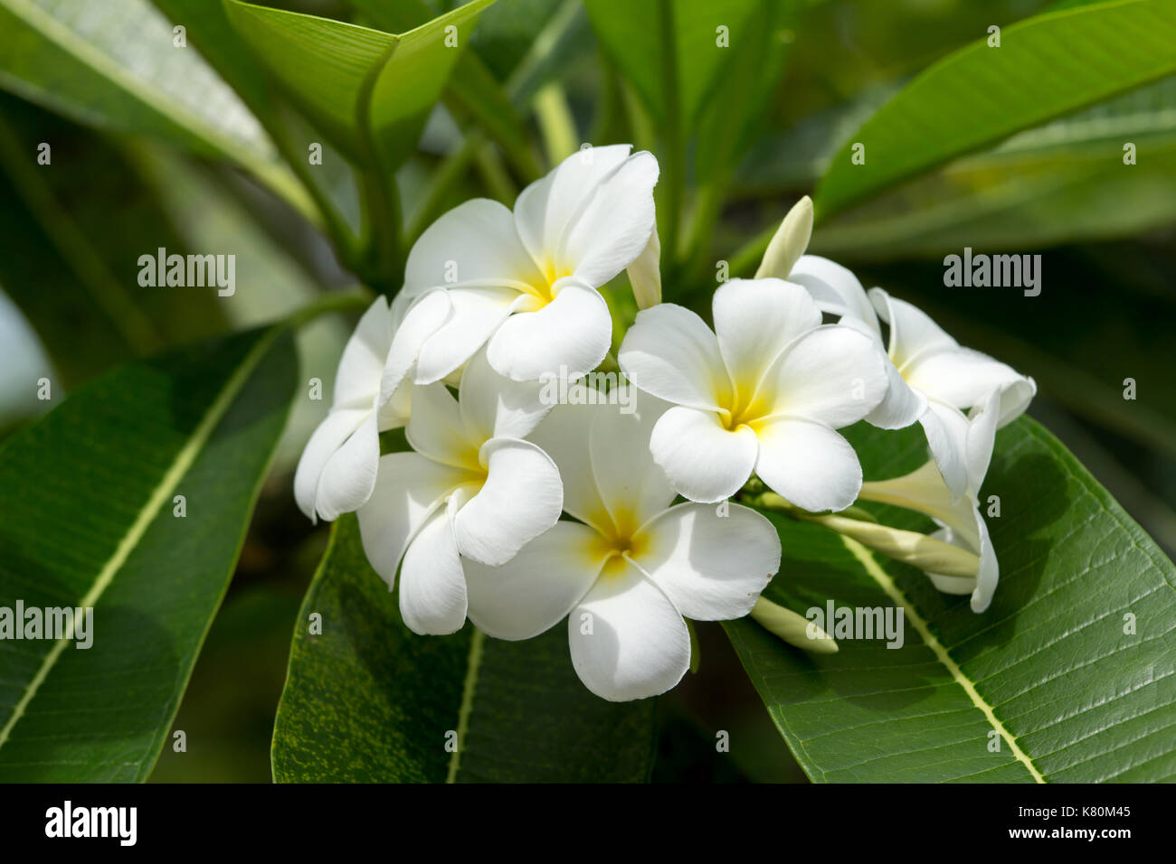 Groupe de fleurs de plumeria le matin jardin contexte. Banque D'Images