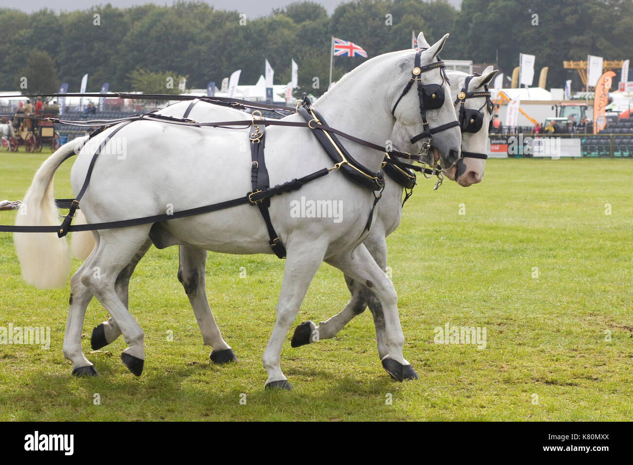 Un dessin chevaux 8 places transport omnibus victorienne Banque D'Images
