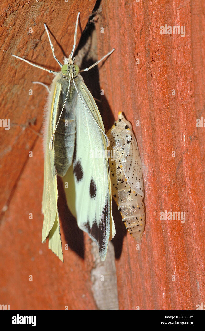 Chou blanc papillon (Pieris brassicae) ailes de séchage pour papillons adultes et chrysalides vides Banque D'Images