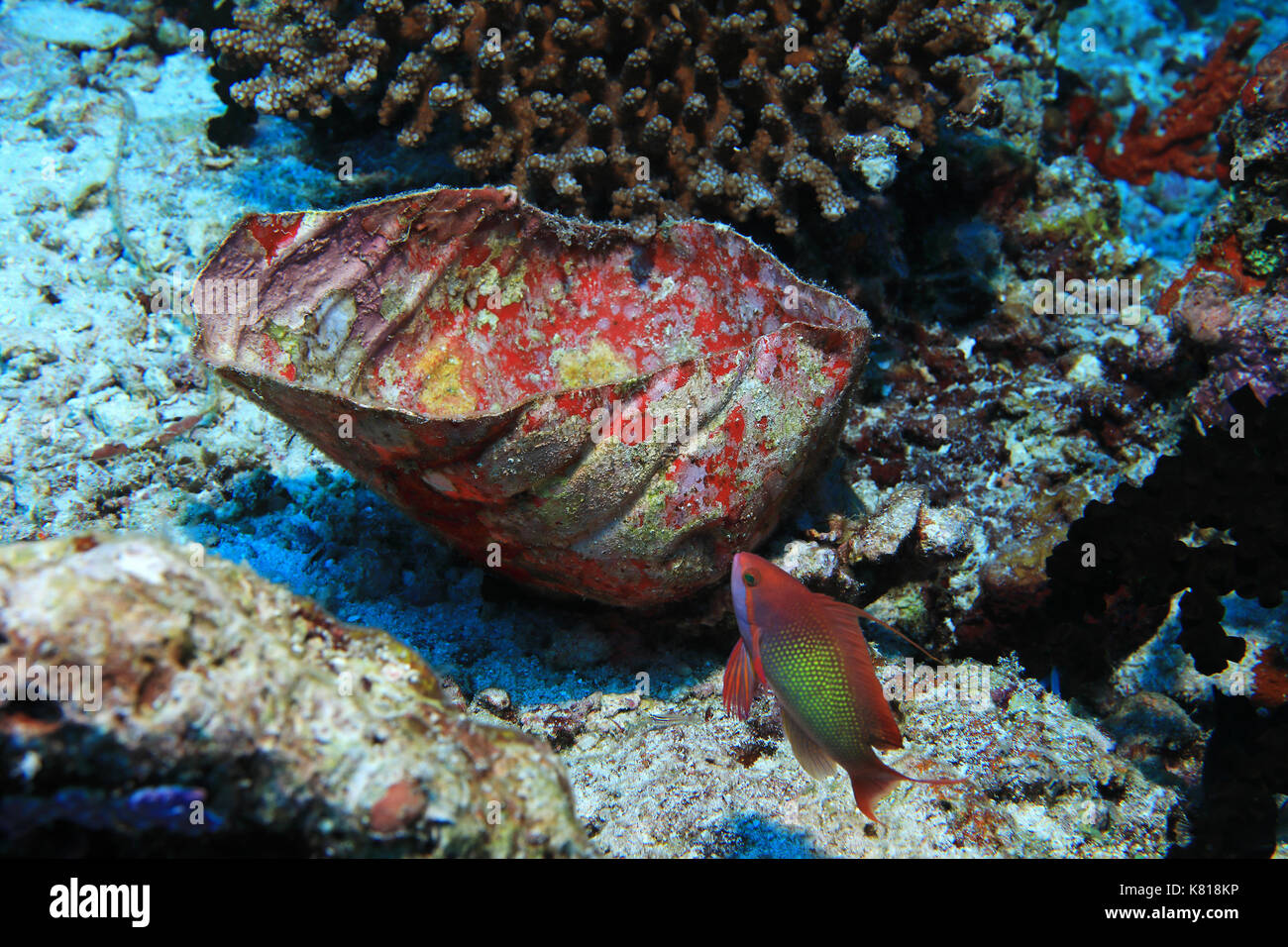 Vieille bouteille de plastique dans le récifs coralliens tropicaux de l'océan indien Banque D'Images