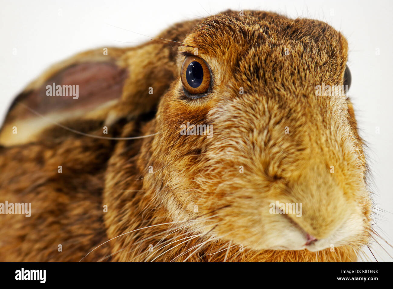 Tête d'un lièvre lapin en peluche bunny taxidermy devant un fond blanc Banque D'Images