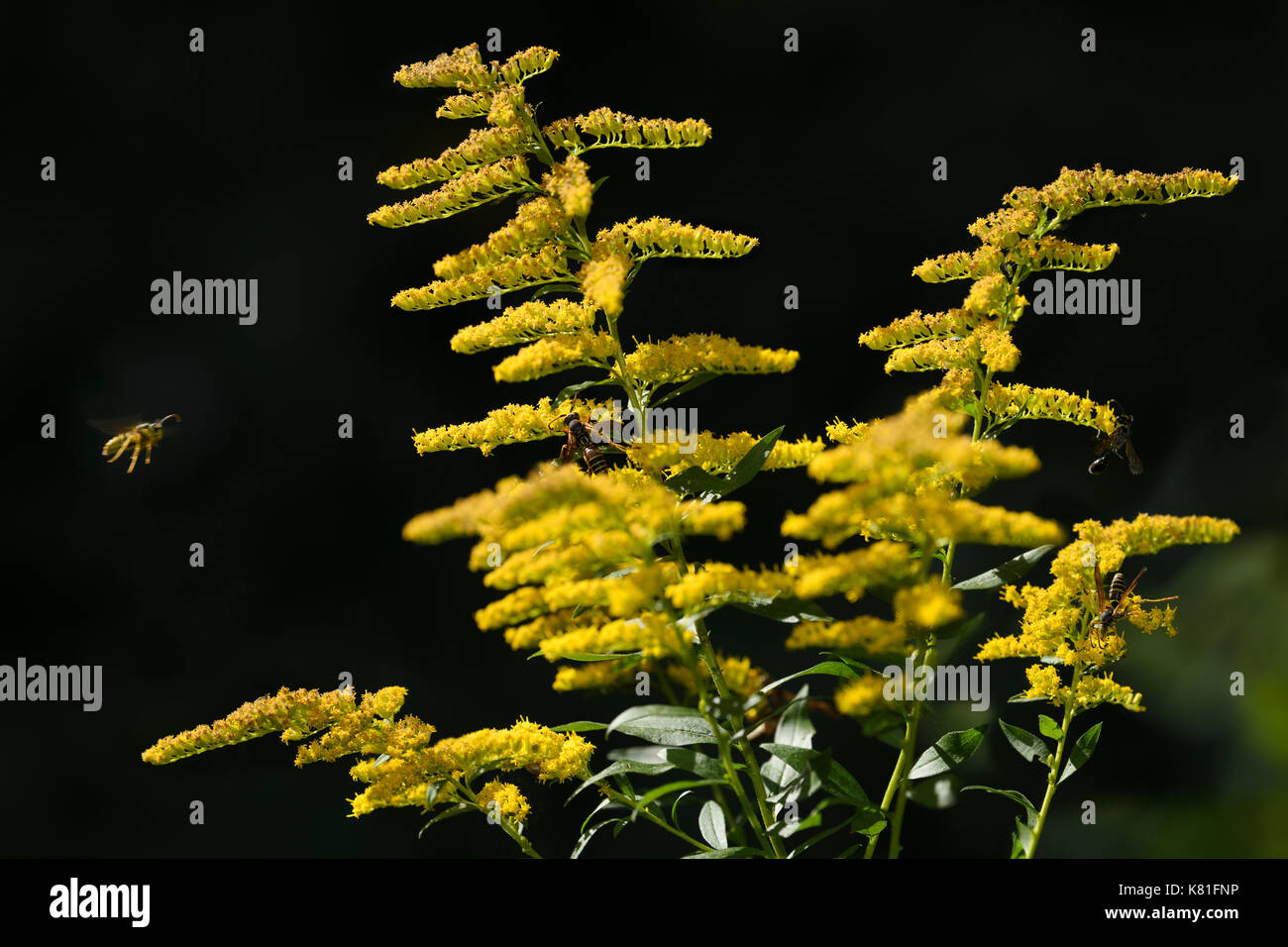 Les guêpes et papier boue noire barbouilleur la pollinisation des fleurs jaunes d'une verge d'herbacée vivace plante en automne au canada Toronto Sun Banque D'Images