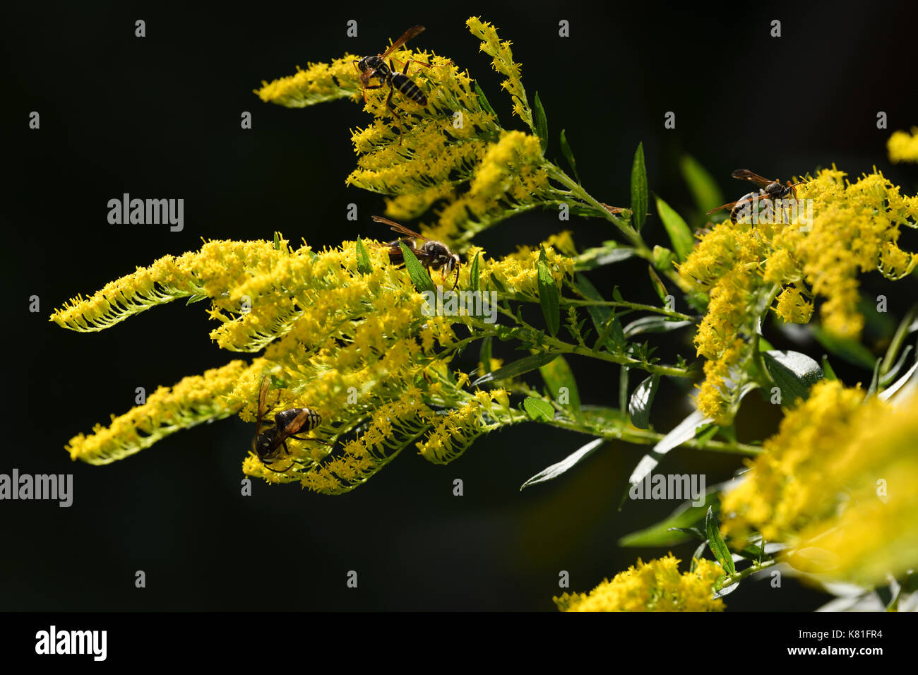 Deux variétés de guêpes papier la pollinisation des fleurs jaunes d'une verge d'herbacée vivace plante en plein soleil toronto canada Banque D'Images